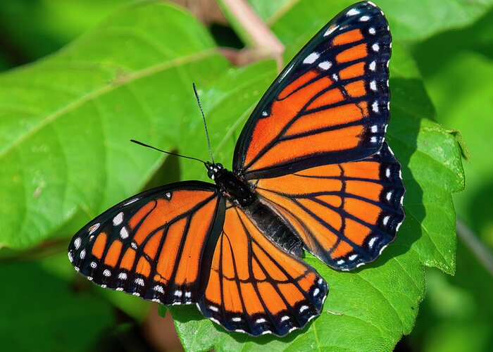 Butterfly Greeting Card featuring the photograph Viceroy Butterfly DIN0368 by Gerry Gantt