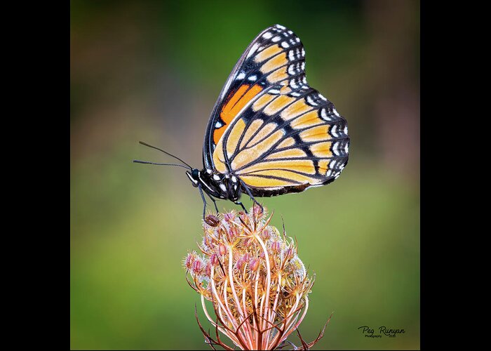 Butterfly Greeting Card featuring the photograph Viceroy by Peg Runyan