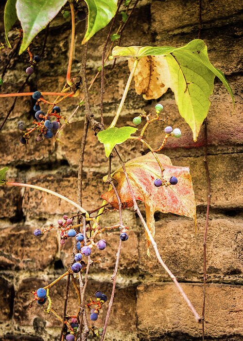 Italy Greeting Card featuring the photograph Vine and berries on brick wall by Craig A Walker
