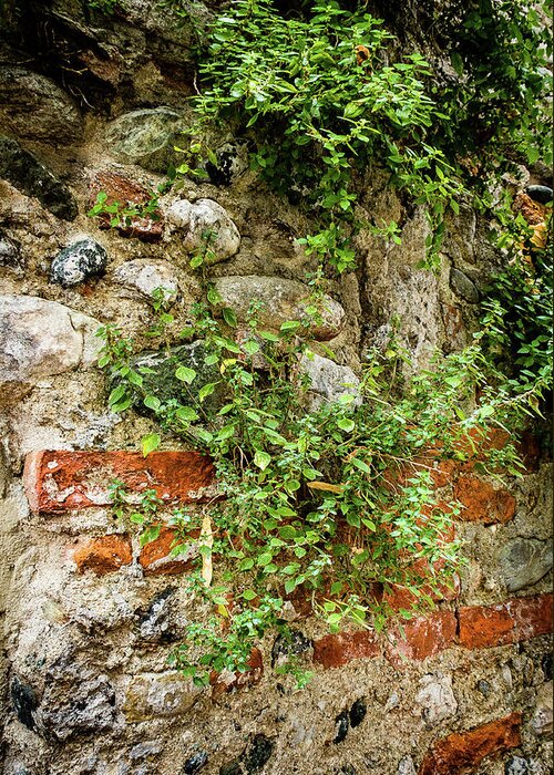 Italy Greeting Card featuring the photograph Vine covered stone wall by Craig A Walker
