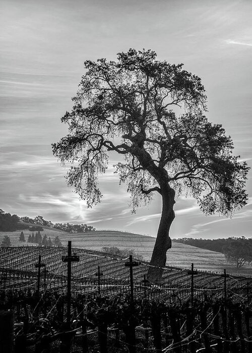 Winery Greeting Card featuring the photograph Vineyard Oak by Joseph Smith