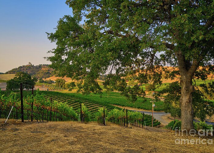 Vineyards Greeting Card featuring the photograph Vineyards views by Abigail Diane Photography
