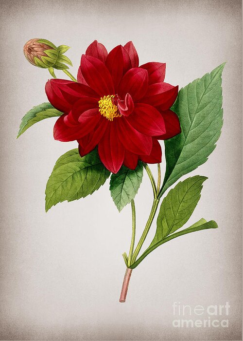 Vintage Greeting Card featuring the mixed media Vintage Double Dahlias Botanical Illustration on Parchment by Holy Rock Design