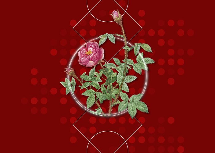 Flower Greeting Card featuring the mixed media Vintage Moss Rose Botanical with Geometric Motif n.0873 by Holy Rock Design