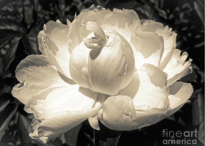 Peony Greeting Card featuring the photograph Vintage Peony by Onedayoneimage Photography