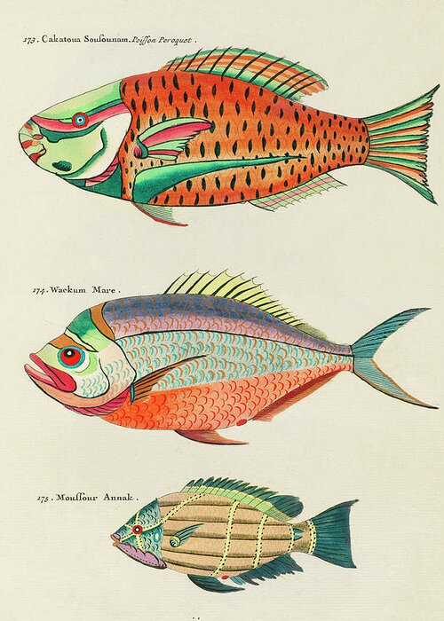 Fish Greeting Card featuring the digital art Vintage, Whimsical Fish and Marine Life Illustration by Louis Renard - Poisson Peroquet, Wackum Mare by Louis Renard