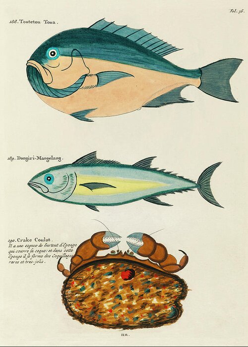 Fish Greeting Card featuring the digital art Vintage, Whimsical Fish and Marine Life Illustration by Louis Renard - Toutetou Toua, Crake Coulat by Louis Renard