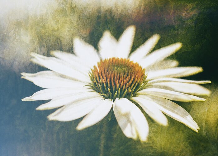 White Flower Greeting Card featuring the photograph Vintage White Echinacea #1 by Tanya C Smith