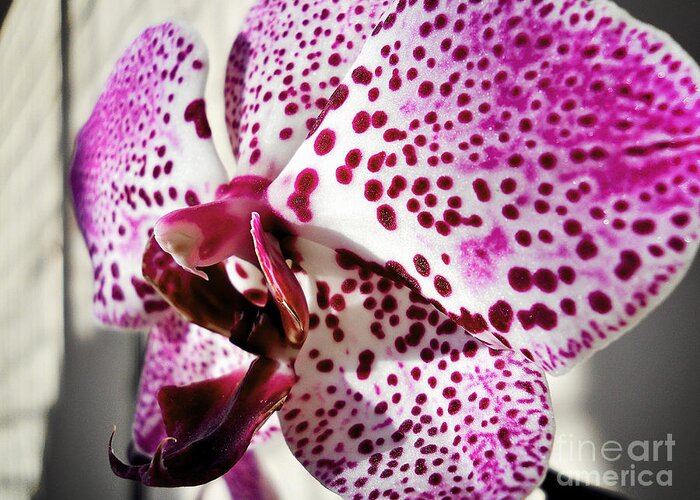 Orchid Greeting Card featuring the photograph Violet beauty by Ramona Matei
