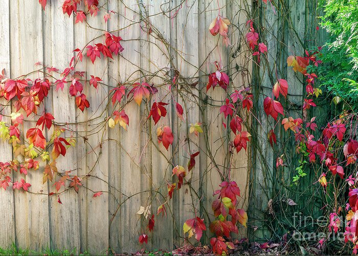 Leaves Greeting Card featuring the photograph Virginia Creeper by Elaine Teague