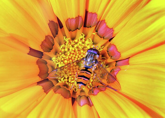 Macro Greeting Card featuring the photograph Visiting Gazania by Terence Davis