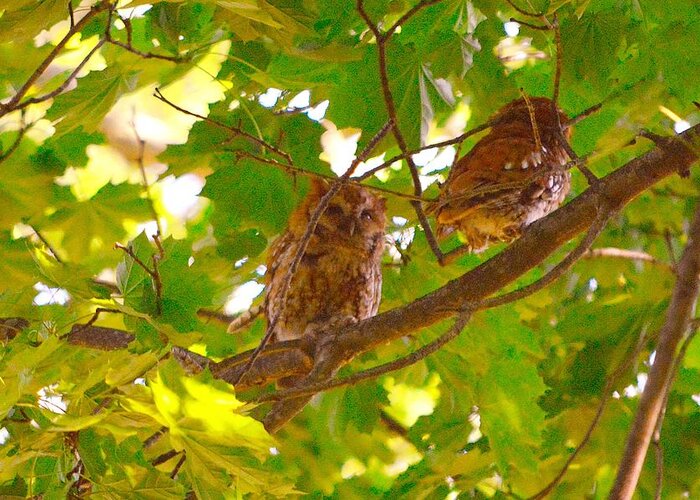 Eastern Screech Owls Greeting Card featuring the photograph Visitors in my Backyard by Stacie Siemsen