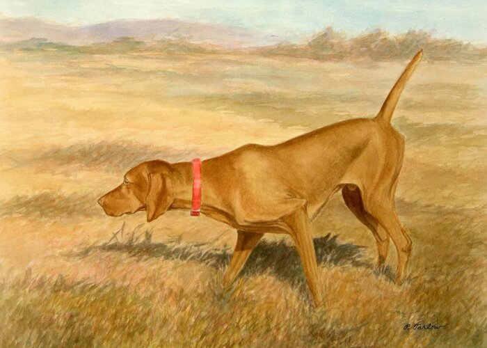 Vizsla Greeting Card featuring the painting Vizsla Pointing in Field by Phyllis Tarlow