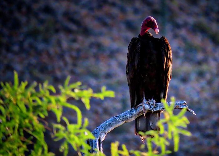 Arizona Greeting Card featuring the photograph Vulture on the Vekol by Judy Kennedy