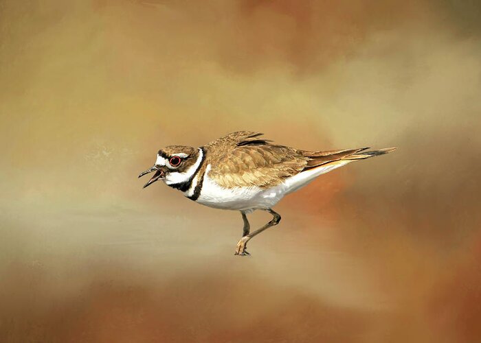 Killdeer Greeting Card featuring the photograph Wading Killdeer by Donna Kennedy
