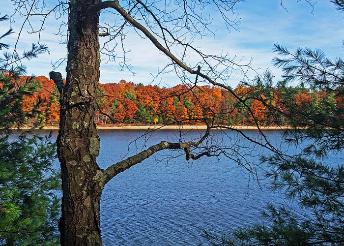 Walden Greeting Card featuring the photograph Walden Pond Fall Foliage Through the trees Concord Massachusetts by Toby McGuire