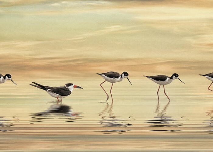 Birds Greeting Card featuring the photograph Walk This Way by Brad Barton