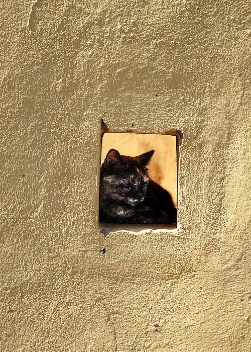 Richard Reeve Greeting Card featuring the photograph Wall Cat by Richard Reeve