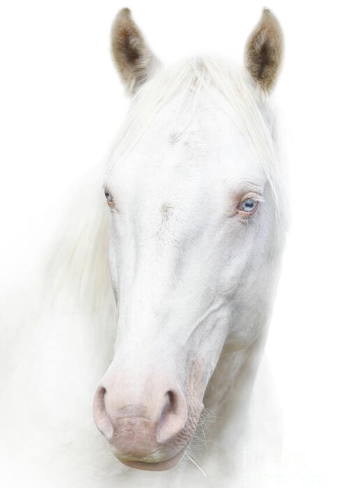 Wild Horse Greeting Card featuring the photograph Wandering Ghost by Lisa Manifold