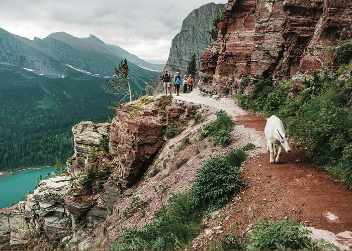 Mountain Goat Greeting Card featuring the photograph Wandering Rocky Mountain Goat by Bella B Photography