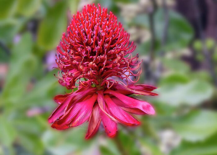 Waratah Greeting Card featuring the photograph Waratah - Telopea by Elaine Teague