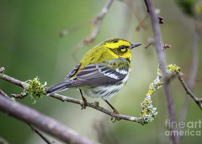 Cold Greeting Card featuring the photograph Warbler by Craig Leaper