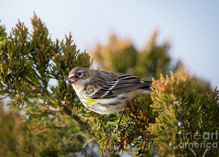 Warbler Greeting Card featuring the photograph Yellow Rumped Warbler by Rehna George