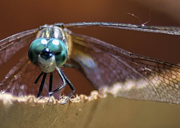 Insect Greeting Card featuring the photograph Watched by a Dragonfly by Portia Olaughlin