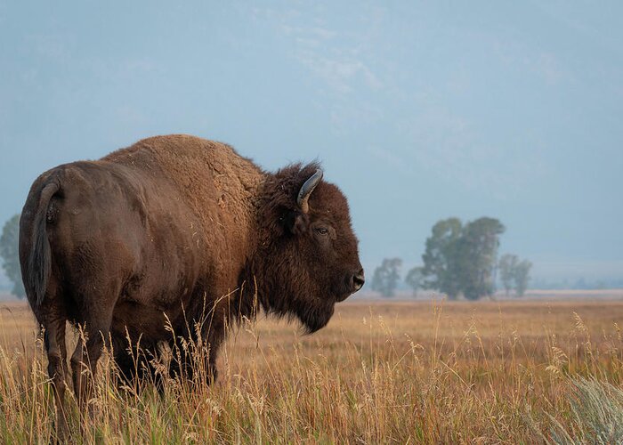 Buffalo Greeting Card featuring the photograph Watcher by Mary Hone