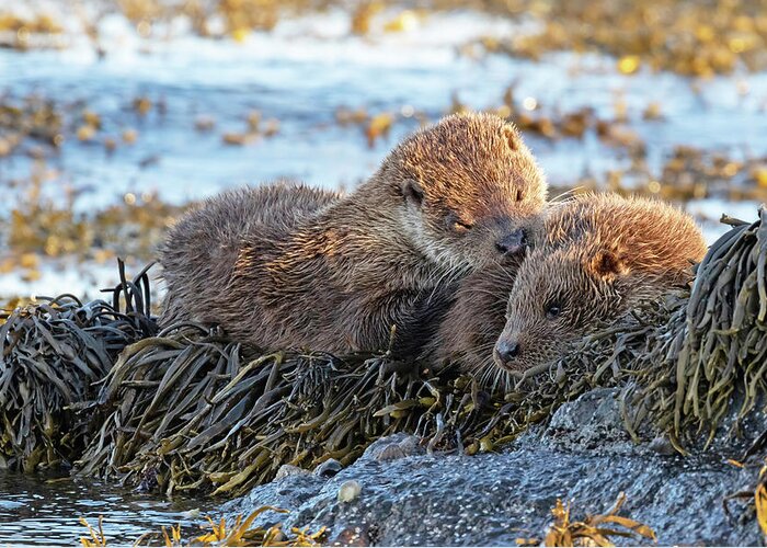 Otter Greeting Card featuring the photograph Watching The Tide Come In by Pete Walkden