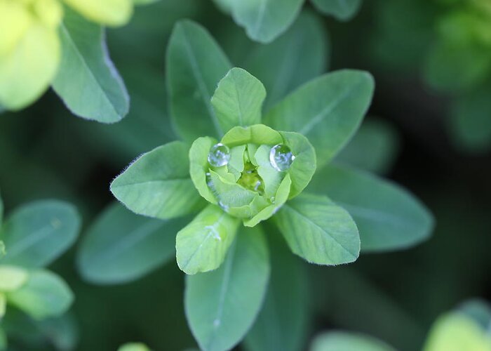 Water Drops Greeting Card featuring the photograph Spurge Water Droplet Face by Tammy Pool
