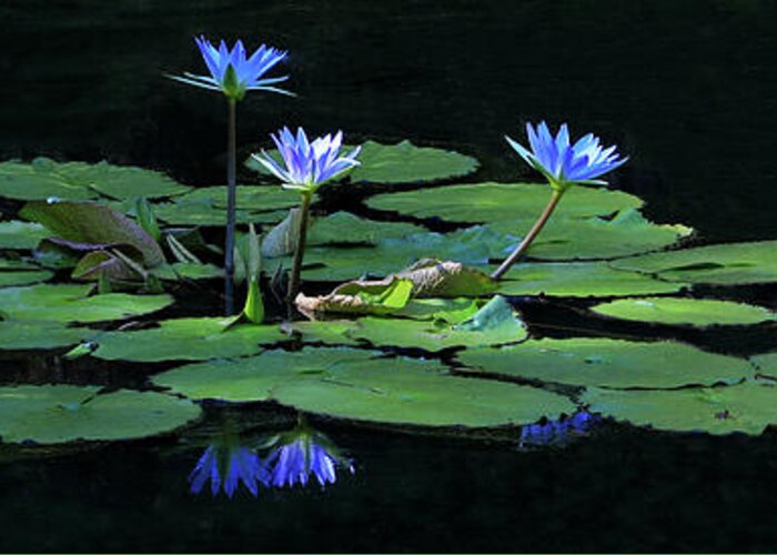 Water Lily Greeting Card featuring the photograph Water Lilies 2 by Richard Krebs