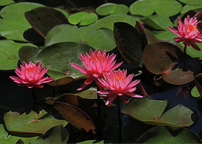 Water Lily Greeting Card featuring the photograph Water Lilies 7 by Richard Krebs