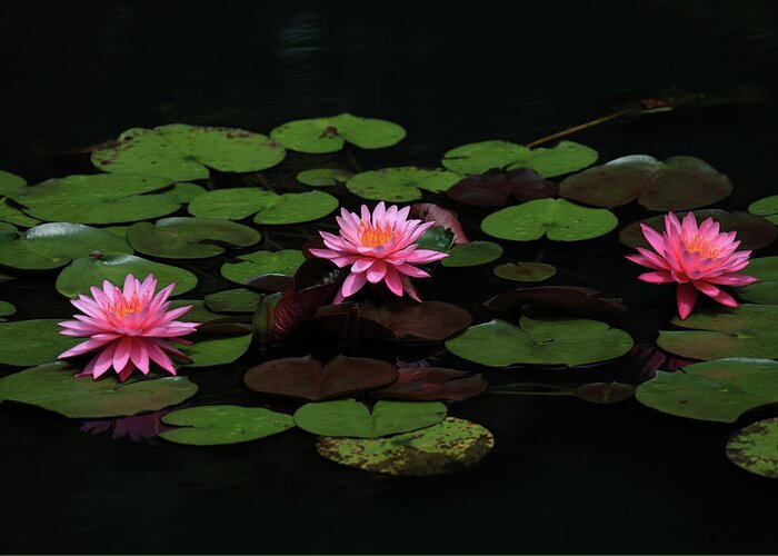 Water Lily Greeting Card featuring the photograph Water Lilies 9 by Richard Krebs