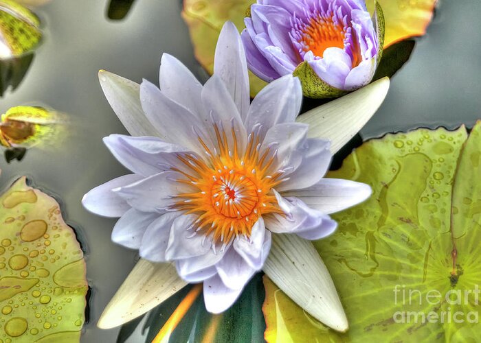 Purple Greeting Card featuring the photograph Water Lilies by Paolo Signorini