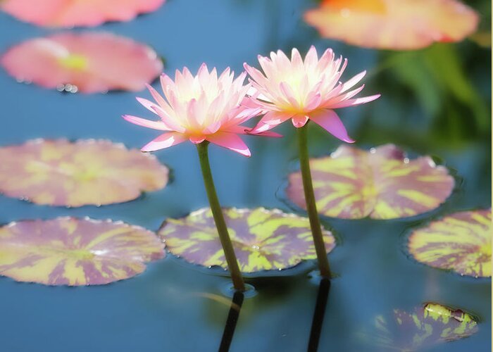 Soft Focus Greeting Card featuring the photograph Water Lilies Reflection by Scott Burd