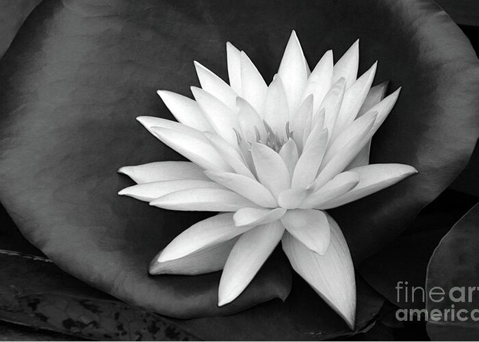 Water Lily; Water Lilies; Lily; Lilies; Flowers; Flower; Floral; Flora; White; White Water Lily; White Flowers; Photography; Black And White; Simple; Decorative; Décor; Macro; Close-up Greeting Card featuring the photograph Water Lily 1 in Black and White by Tina Uihlein