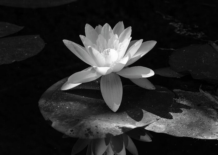 Botanic Greeting Card featuring the photograph Water Lily in Black and White by Mary Lee Dereske