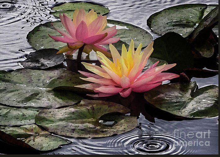 Flowers Greeting Card featuring the photograph Water Lily by Neala McCarten