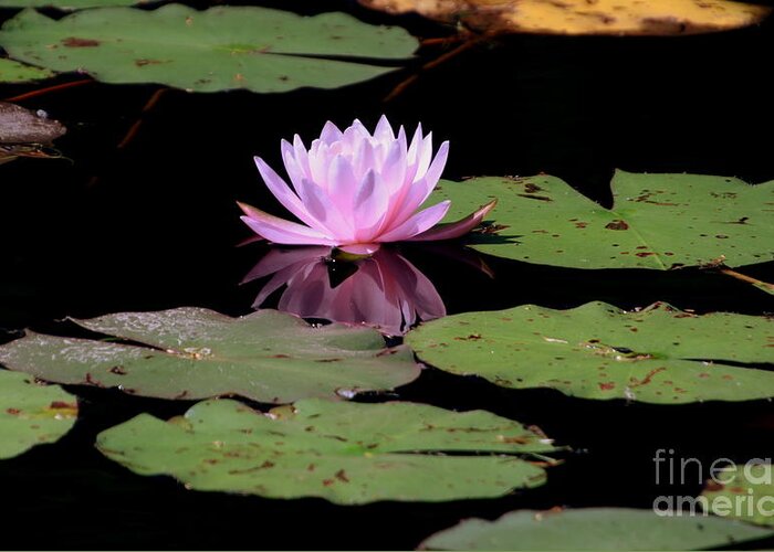 Flower Greeting Card featuring the photograph Water Lily with reflection by Lennie Malvone