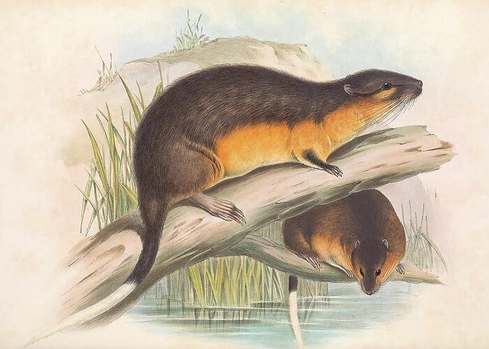 Australia Greeting Card featuring the drawing Water Rat or Rakali by John Gould