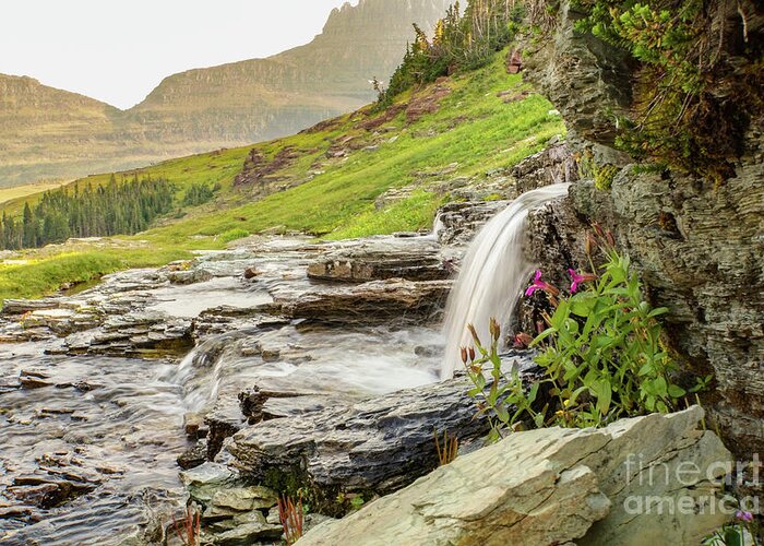 Glacier National Park Greeting Card featuring the photograph Waterfall and Flowers near Logan Pass in Glacier National Park by Nancy Gleason