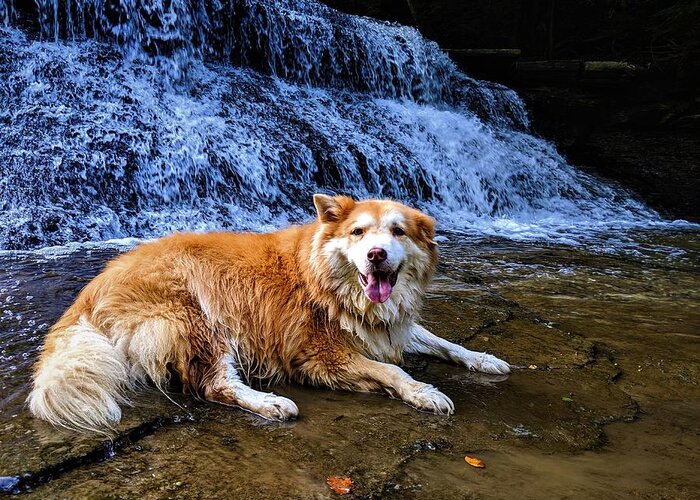  Greeting Card featuring the photograph Waterfall Doggy by Brad Nellis