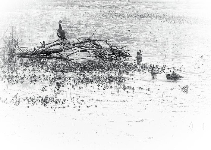 Waterfowl Greeting Card featuring the photograph Waterfowl at Estero Llano Grande by James C Richardson