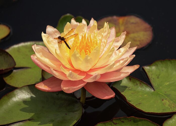 Flowers Greeting Card featuring the photograph Waterlily by Minnie Gallman