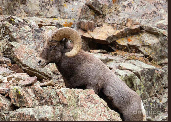 Bighorn Sheep Greeting Card featuring the photograph Waterton Bighorn on the Rocks by Steven Krull