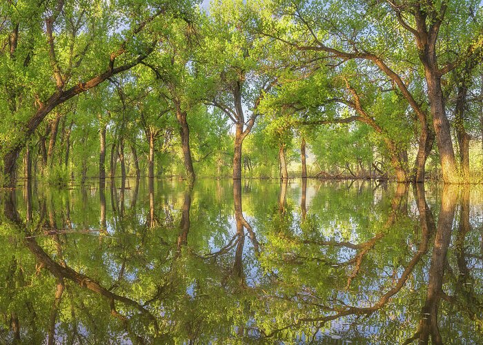 Trees Greeting Card featuring the photograph Waterways by Darren White