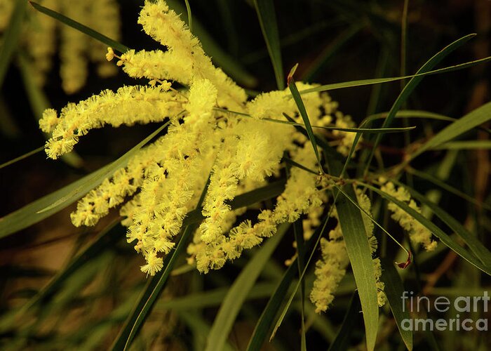 Flora;plant;flower;acacia;wattle;yellow;wildflower Greeting Card featuring the photograph Wattle C02 by Werner Padarin
