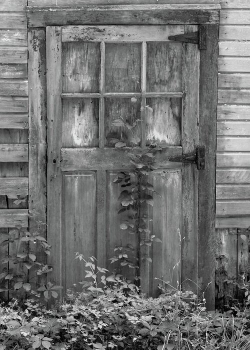 Black And White Barn Greeting Card featuring the photograph Weathered Wood Barn Door with Vine by David Letts