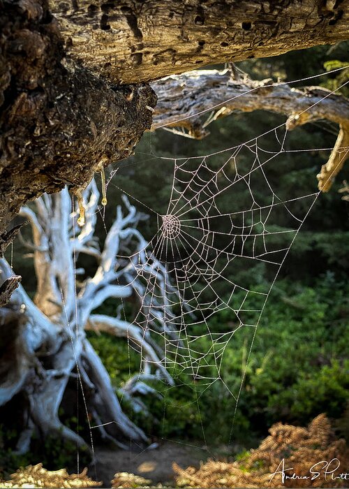 Spider Web Greeting Card featuring the photograph Web of Intrigue by Andrea Platt